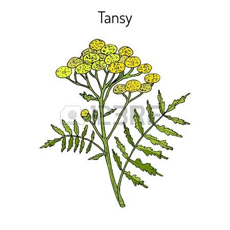 207 Tansy Stock Vector Illustration And Royalty Free Tansy Clipart.