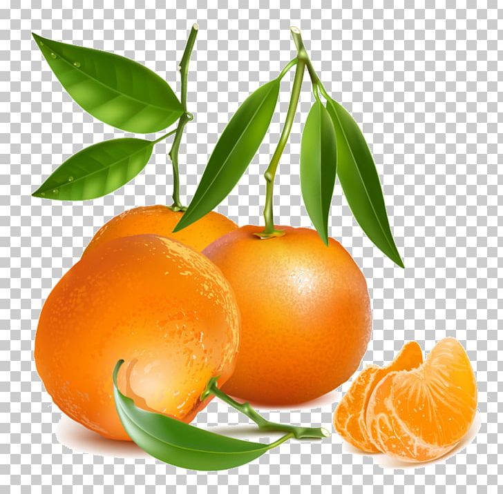 Tangerine Drawing Mandarin Orange PNG, Clipart, Art, Bitter.