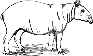 Malayan Tapir.