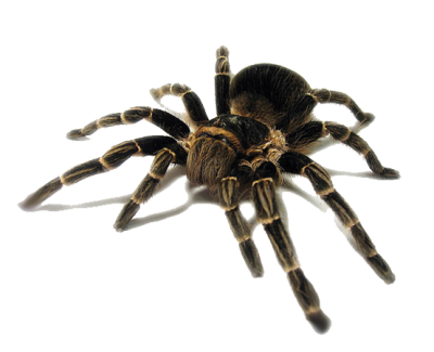 tarantula png 10 free Cliparts | Download images on Clipground 2021