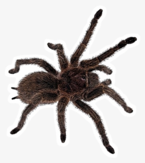 Tarantula PNG, Transparent Tarantula PNG Image Free Download.