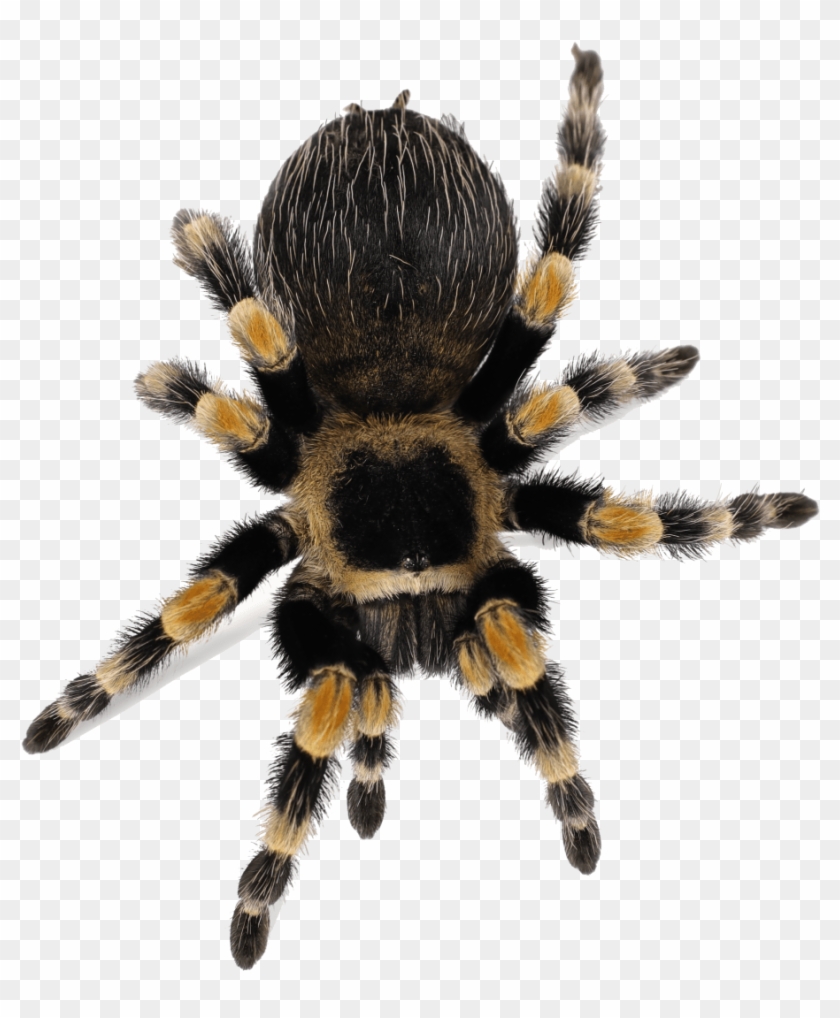 tarantula png 10 free Cliparts | Download images on Clipground 2021