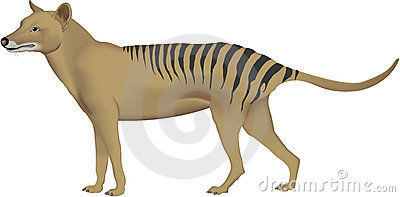 Tasmanian Tiger Stock Illustration.