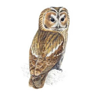 Tawny owl clipart.
