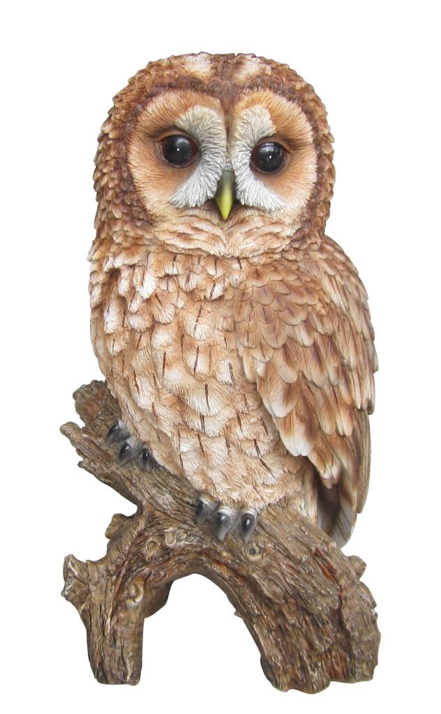 Tawny Owl Clipart.