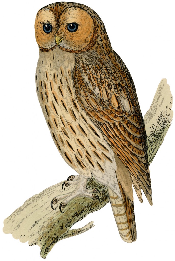 Tawny Owl Clipart.