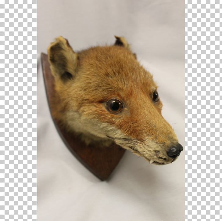 Red Fox Dhole Price Fur PNG, Clipart, Clock, Deer, Dhole.