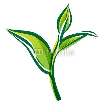 Vector: Green tea leaf isolated on white background. Vector.