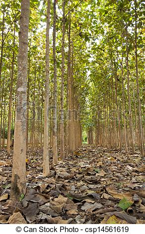 Stock Photography of Teak trees,Thailand.
