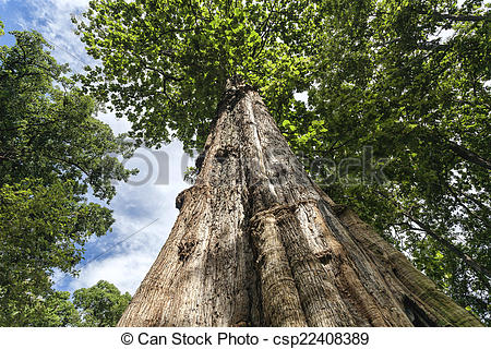 Pictures of teak tree.