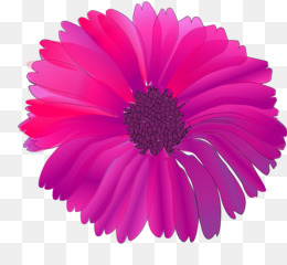 Pink flowers Clip art.