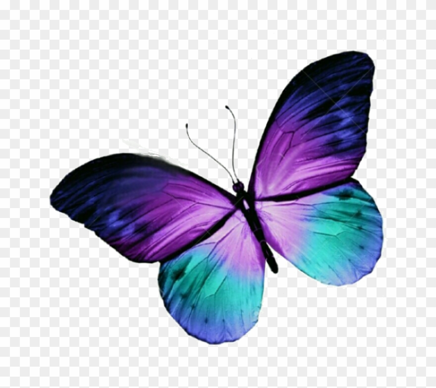 Butterfly Tattoo Purple Blue Free Hq Image Clipart.