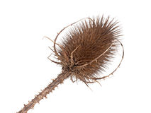 Teazle Stock Photo.