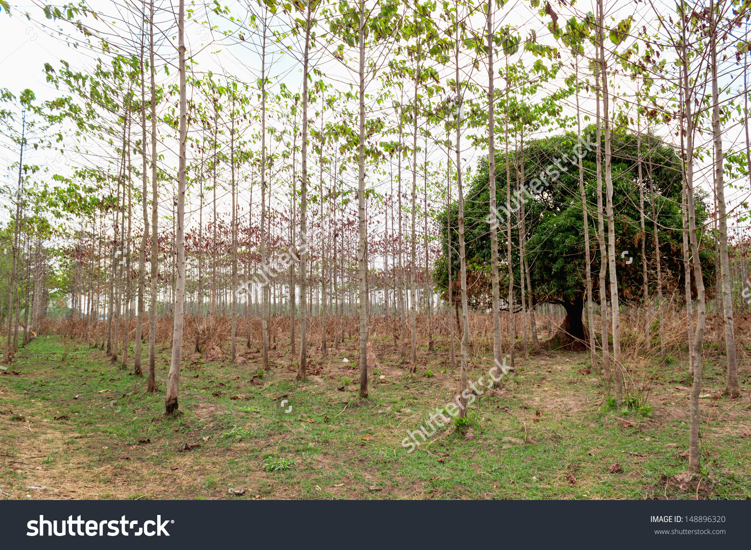 Burmese Teak Treetectona Grandis Agricultural Forest Stock Photo.