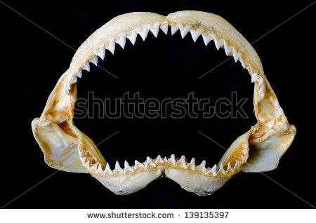 teeth shark mouth clipart 20 free Cliparts | Download images on ...