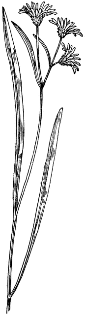 Aster tenuifolius.