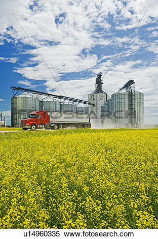 Stock Image of Bloom stage canola field with grain truck and.