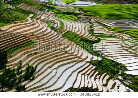 Terrace Farming Stock Images, Royalty.