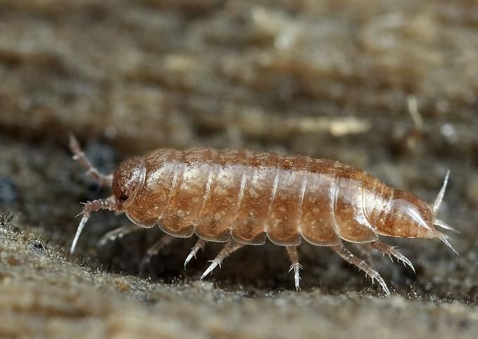 17 best ideas about Woodlice on Pinterest.