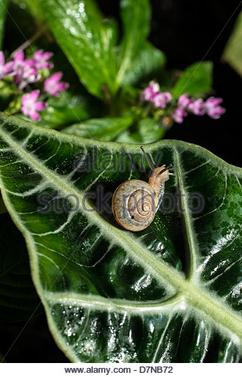 Terrestrial Snail Stock Photos & Terrestrial Snail Stock Images.