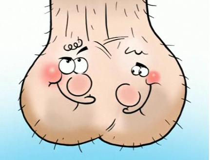 testicles clipart 20 free Cliparts | Download images on Clipground 2022