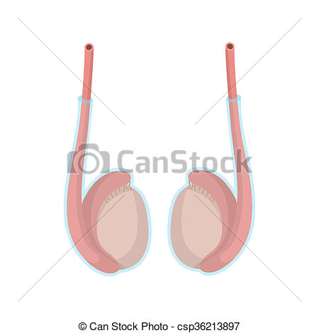 Stock Illustration of Testicles cartoon icon on a white background.