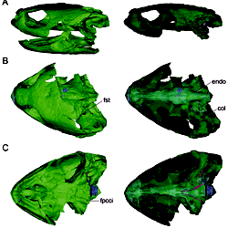 Neuroanatomy of the Marine Jurassic Turtle <i>Plesiochelys.