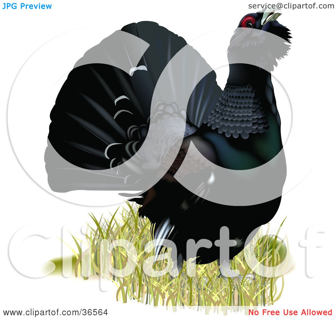 Clipart Illustration of a Capercaillie, Wood Grouse, Or Western.
