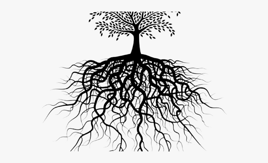 Корни дерева. Корни деревьев паттерн. Корневая система ясеня. Roots рисунок.