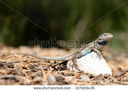 Sceloporus Stock Photos, Royalty.