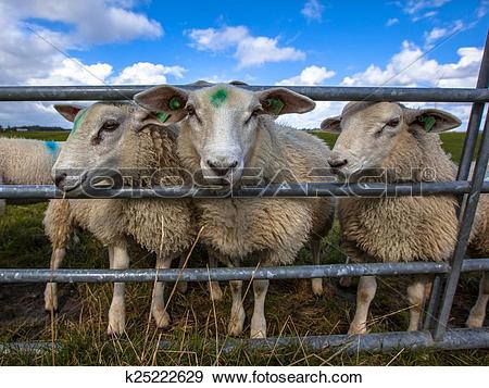 Stock Photograph of Texel sheep watching k25222629.