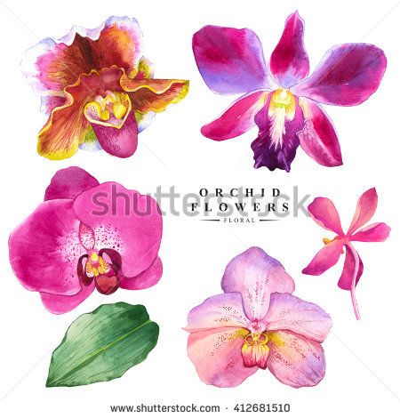 thai butterfly and orchid clipart 10 free Cliparts | Download images on ...