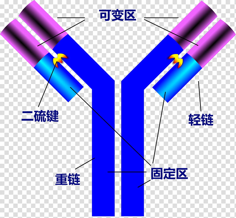 Immune Response transparent background PNG cliparts free.