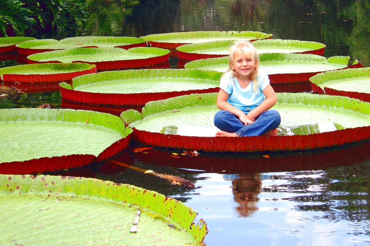 5 reasons the water lily is awesome.