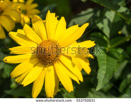 Asteraceae Family Stock Images, Royalty.