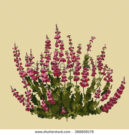 The heather plant clipart 20 free Cliparts  Download images on Clipground 2020