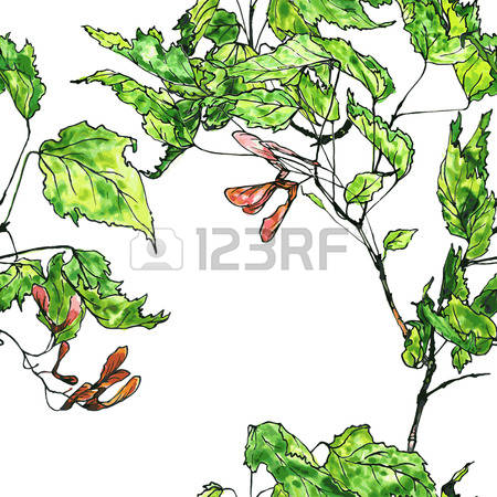 23,860 Maple Tree Cliparts, Stock Vector And Royalty Free Maple.