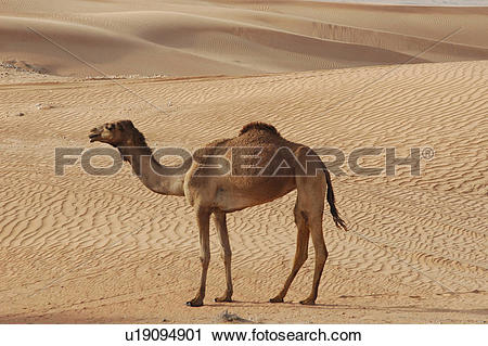 Stock Photography of desert, sand, dune, camel u19094901.