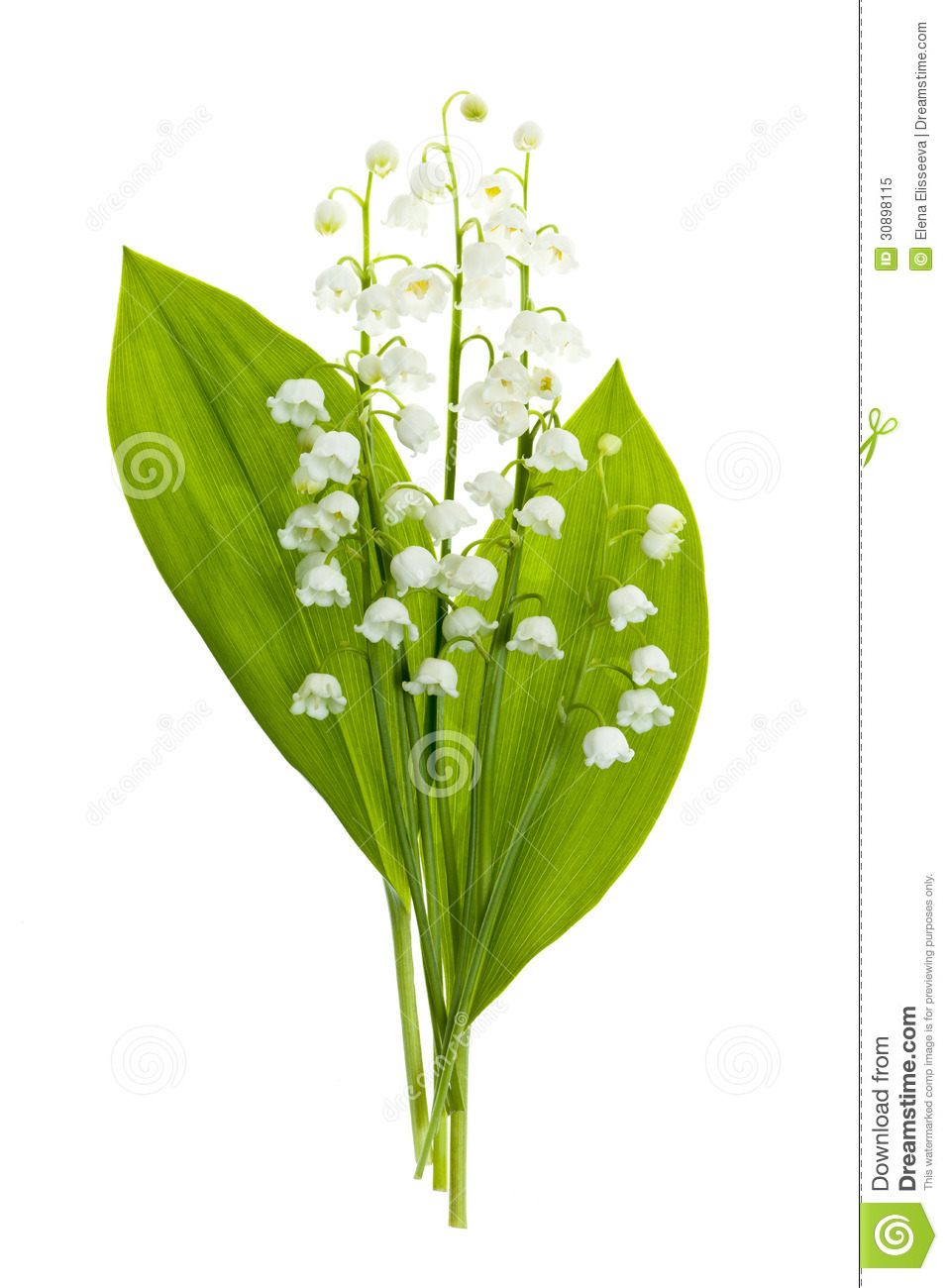 Lily Of The Valley Clipart.