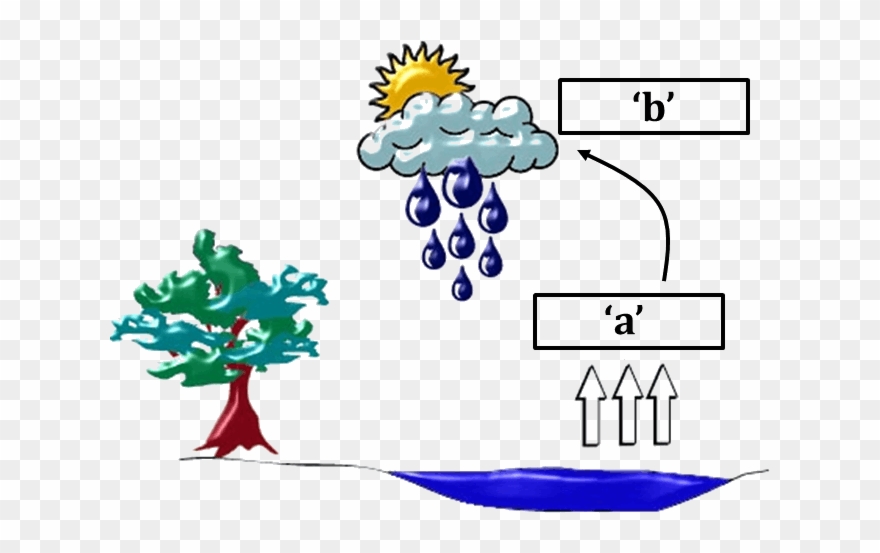 Diagram Of Water Cycle.