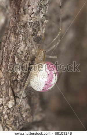 Theridiidae Stock Images, Royalty.