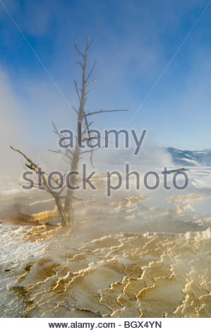 Mammoth Stock Photos & Mammoth Stock Images.