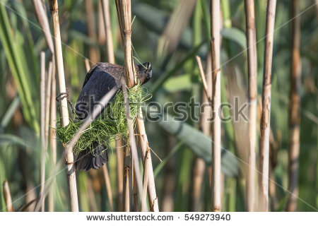 Simon_g's Portfolio on Shutterstock.