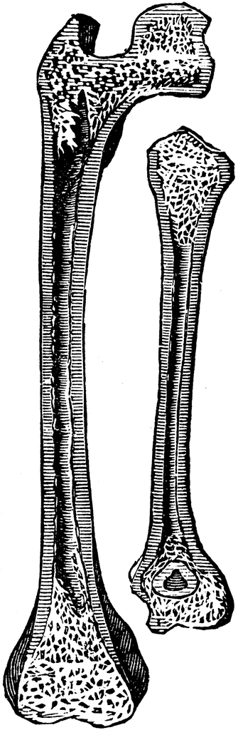 Thigh Bone and Arm Bone.