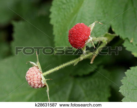 Picture of Thimbleberries.
