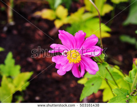 Thimbleweed Stock Images, Royalty.