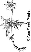 Thimbleweed Clip Art and Stock Illustrations. 3 Thimbleweed EPS.