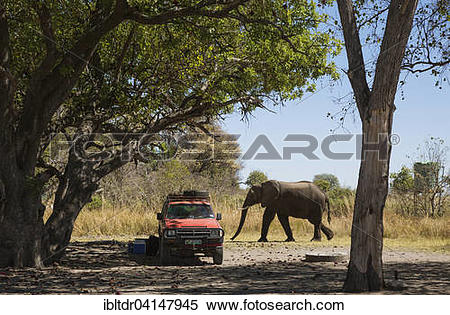 Stock Image of African Elephant (Loxodonta africana), Third Bridge.