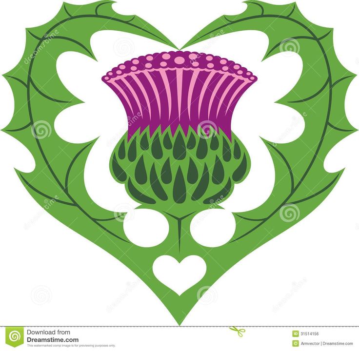 Scottish thistle clipart » Clipart Station.