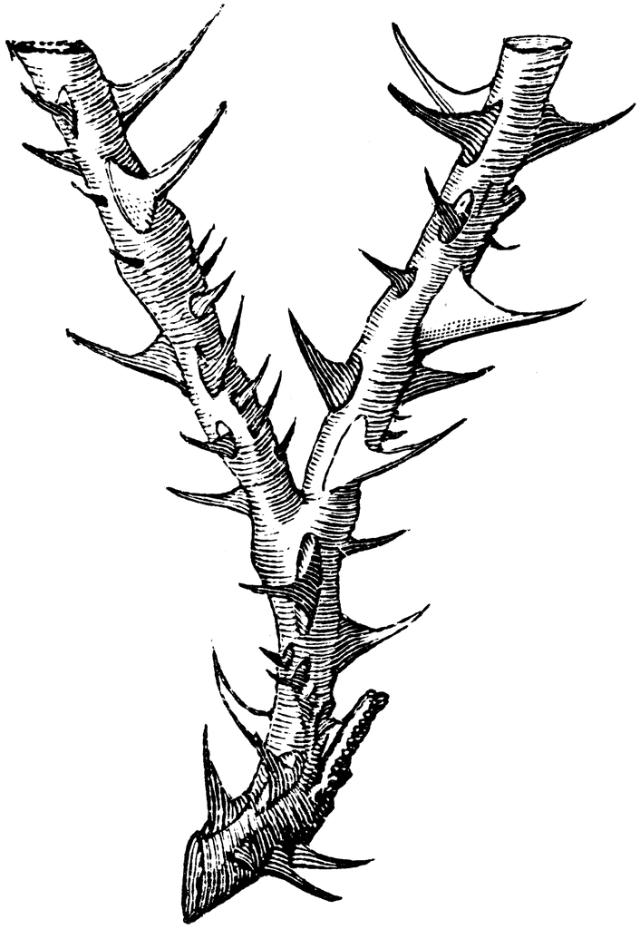 Free Thorn Cliparts, Download Free Clip Art, Free Clip Art.
